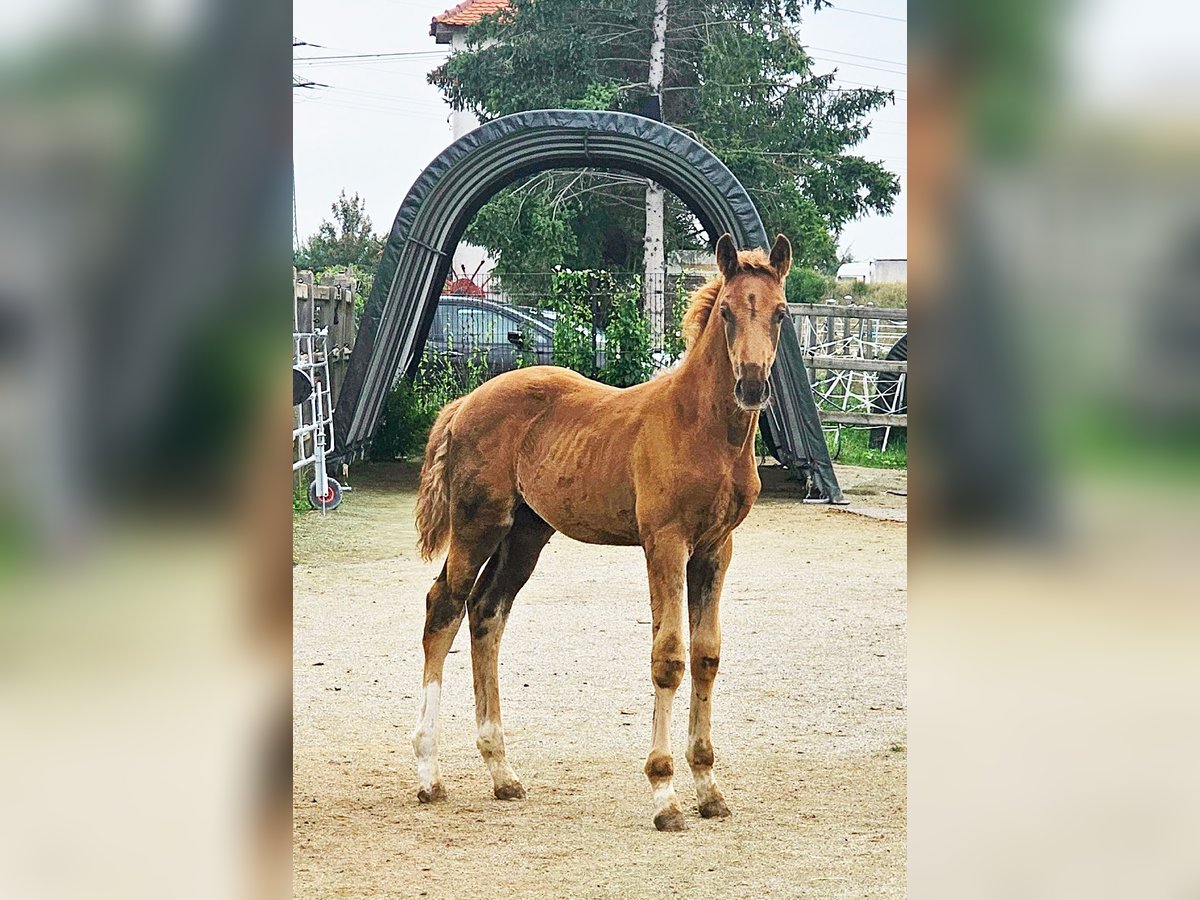 Holstein Mix Stallion Foal (05/2025) 17,1 hh in Langenau