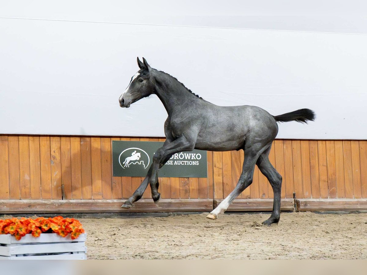 Holstein Stallion Foal (03/2025) in Babor&#xF3;wko