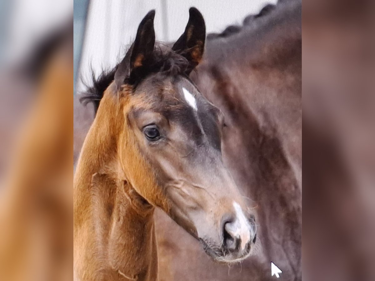 Holstein Stallion Foal (05/2025) Bay-Dark in Bad Bramstedt