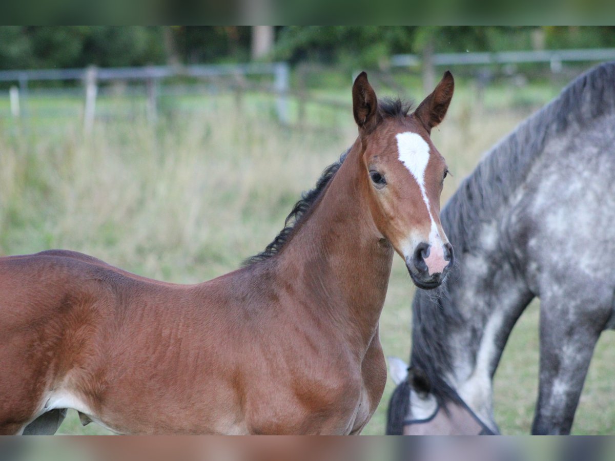 Holstein Stallion Foal (06/2025) Bay-Dark in Appen