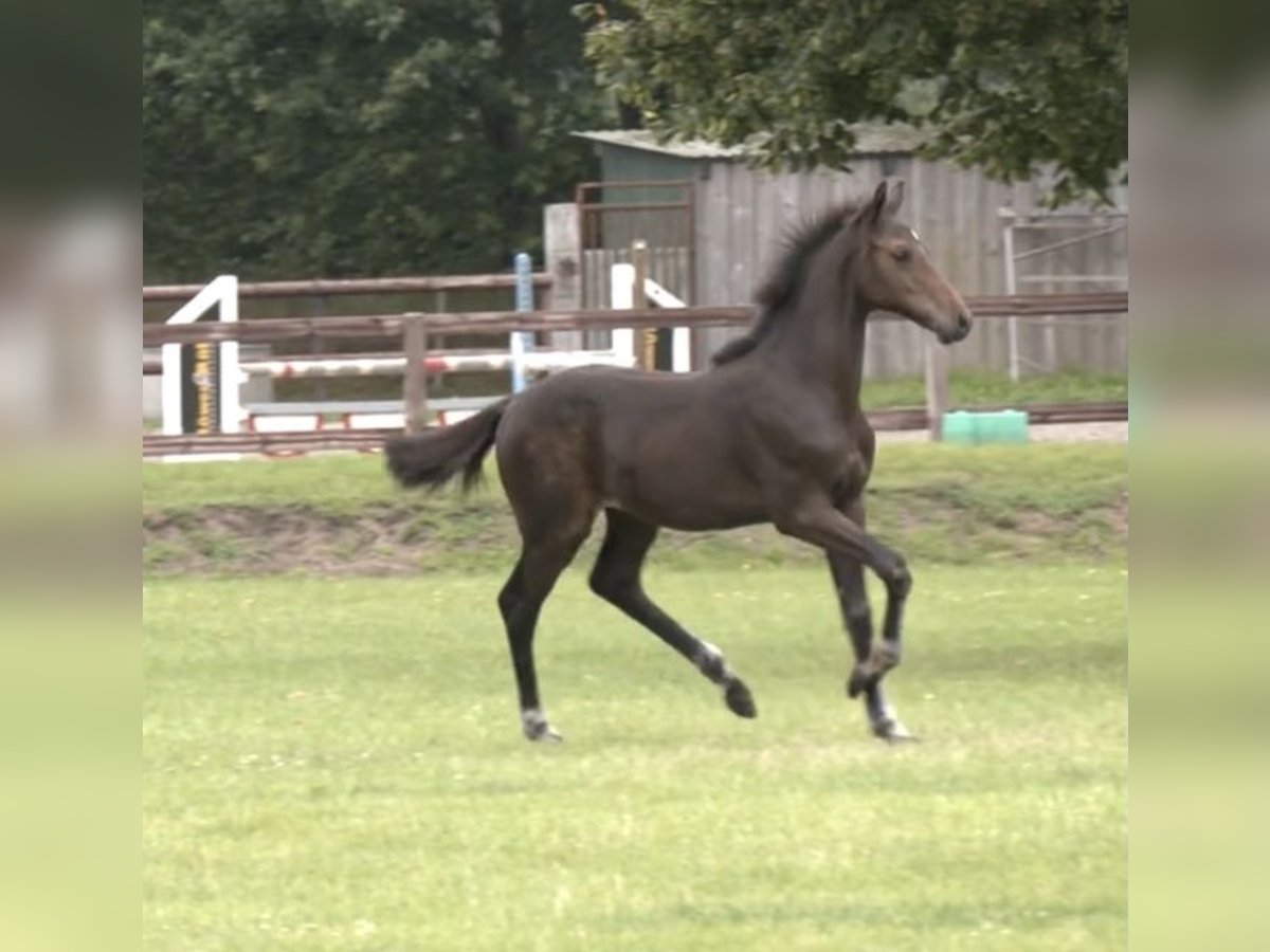 Holstein Stallion Foal (03/2025) Bay-Dark in Bokel
