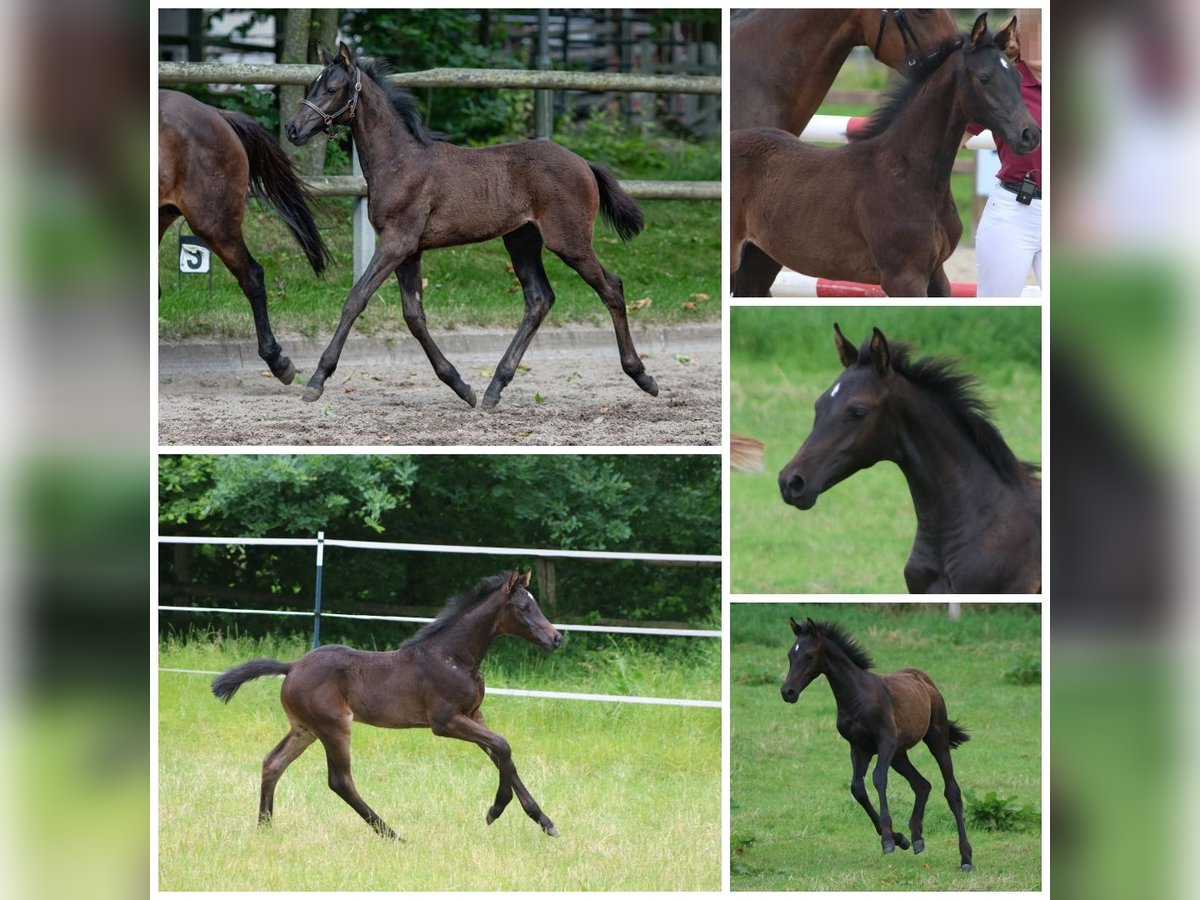 Holstein Stallion  Bay-Dark in Grasberg