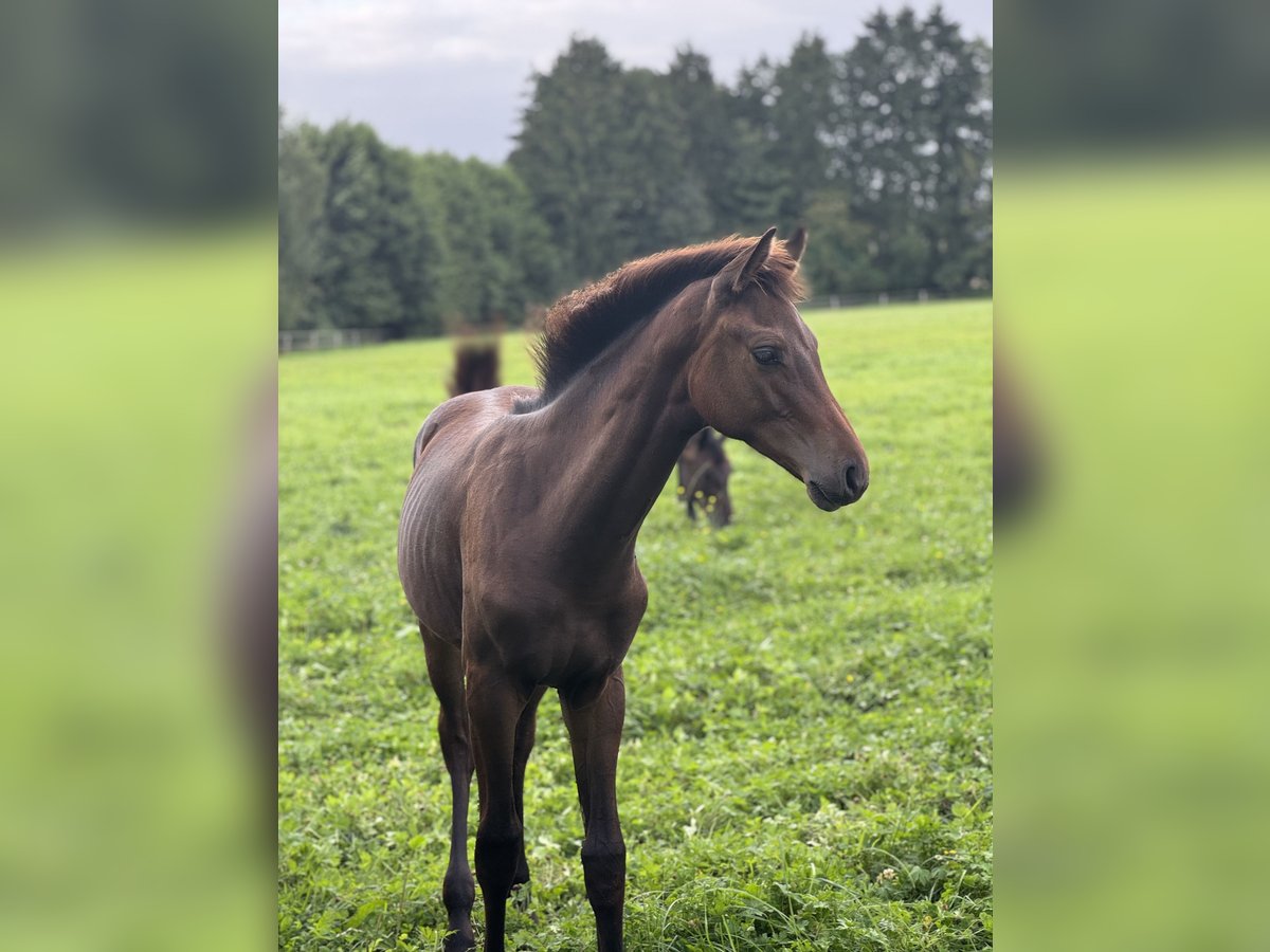 Holstein Stallion Foal (03/2025) Bay-Dark in Pronstorf