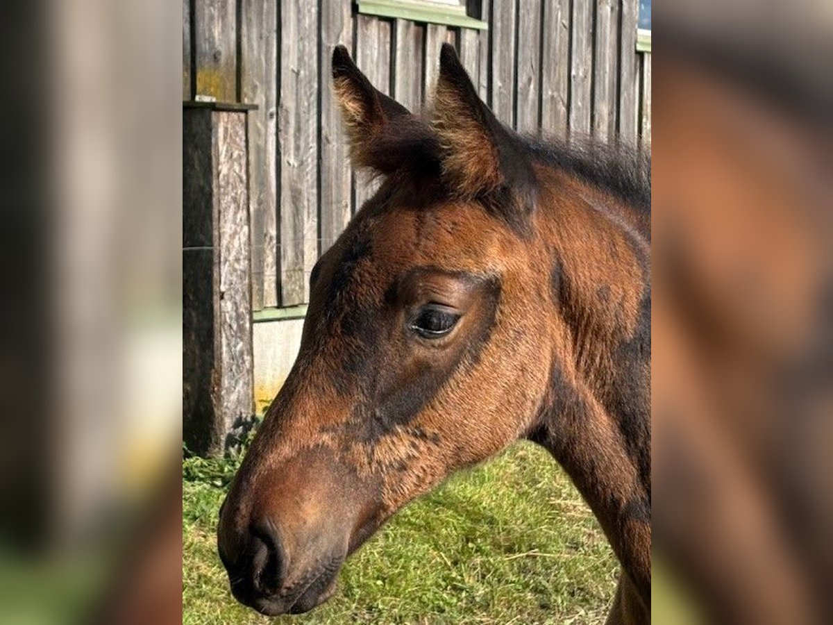 Holstein Stallion Foal (06/2025) Bay-Dark in Osdorf
