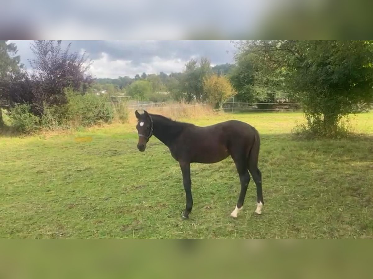 Holstein Stallion  Bay-Dark in Wetzlar