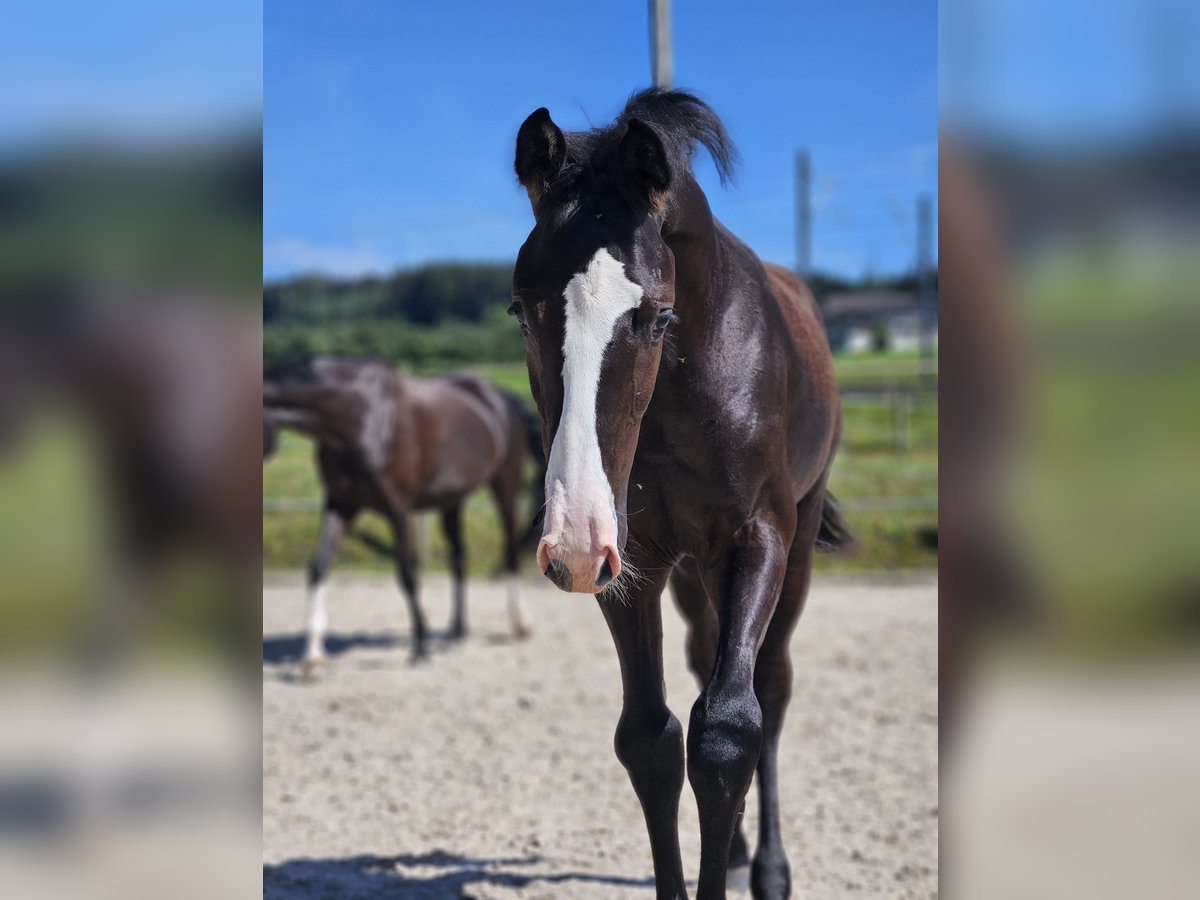 Holstein Stallion Foal (04/2024) Black in Gossau SG