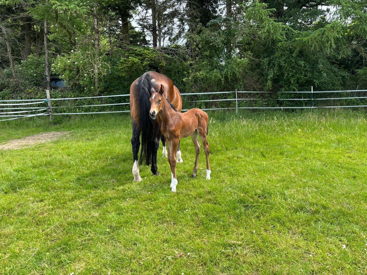 Holstein Stallion  Brown in R&#xFC;mpel