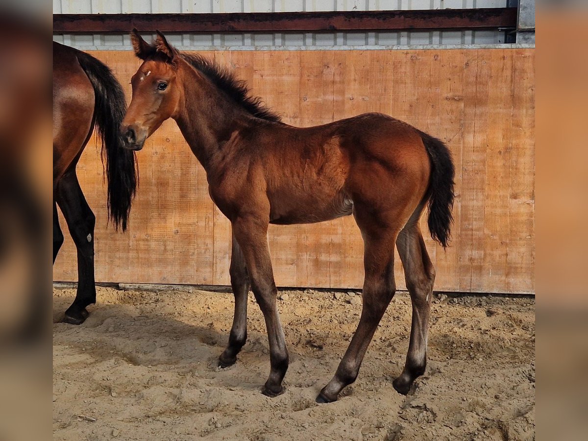 Holstein Stallion Foal (04/2025) Brown in Kaiser-Wilhelm-Koog