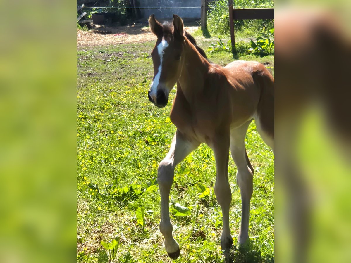 Holstein Stallion Foal (05/2025) Brown in Landscheide
