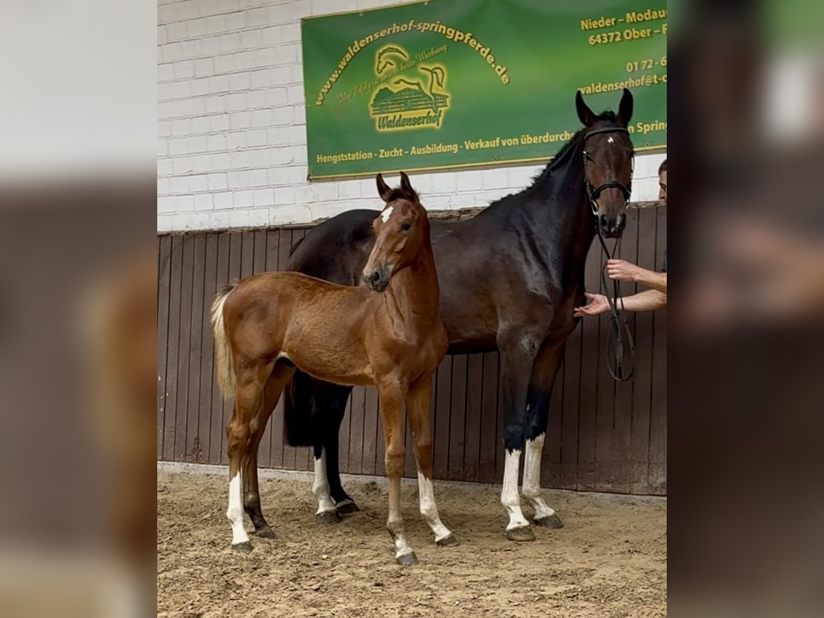 Holstein Stallion Foal (03/2025) Brown-Light in Bad Homburg vor der H&#xF6;he