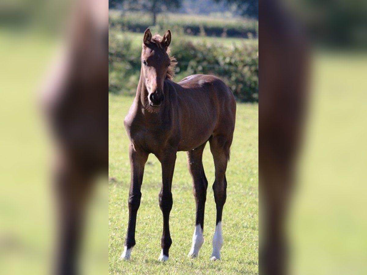 Holstein Stallion Foal (04/2025) Brown-Light in Behrendorf