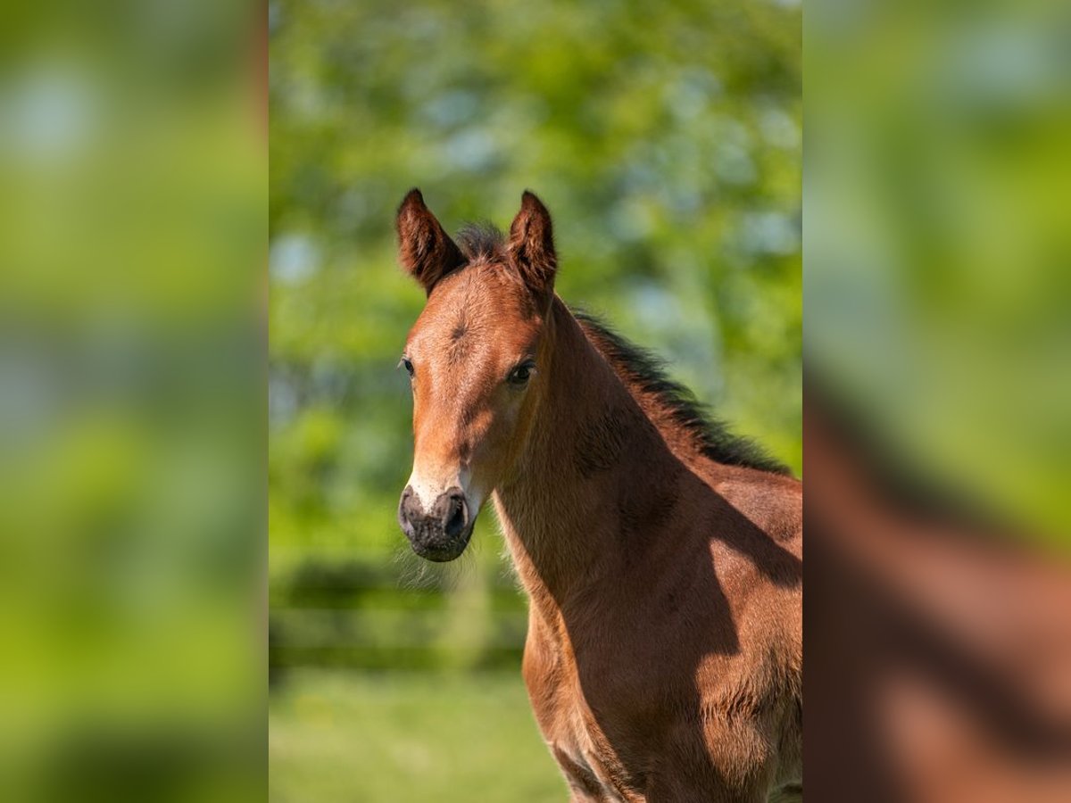 Holstein Stallion Foal (04/2025) Brown in Aukrug