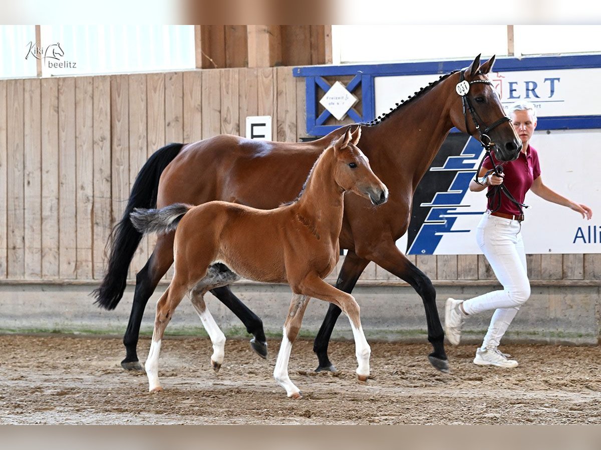 Holstein Stallion Foal (05/2025) Brown in Bad Boll