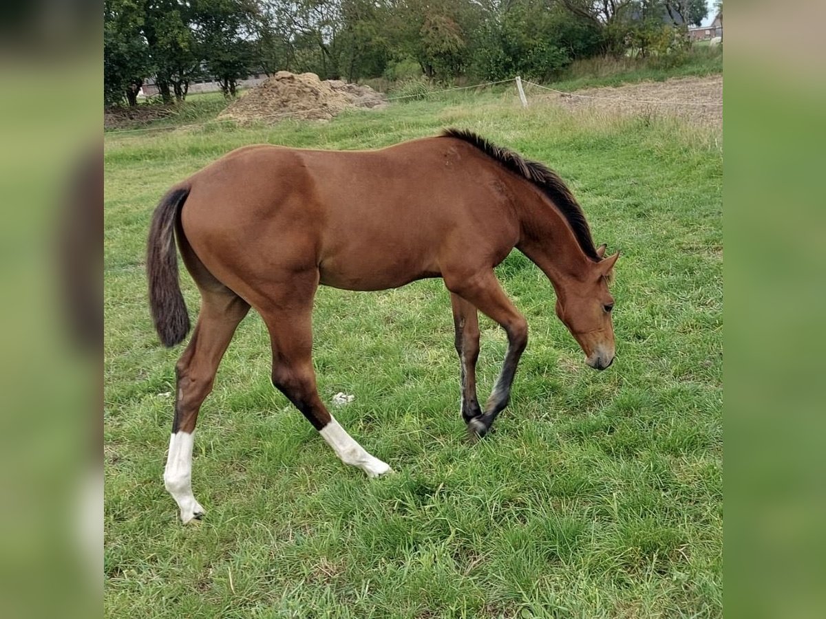 Holstein Stallion Foal (03/2025) Brown in Behrendorf