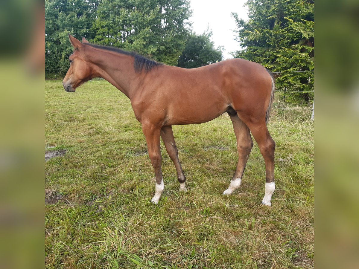 Holstein Stallion Foal (05/2025) Brown in B&#xF6;rm