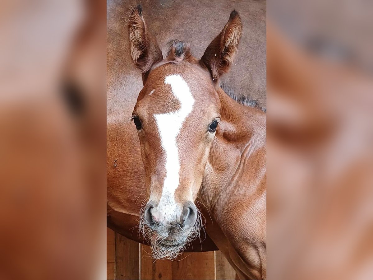 Holstein Stallion  Brown in Danowiec