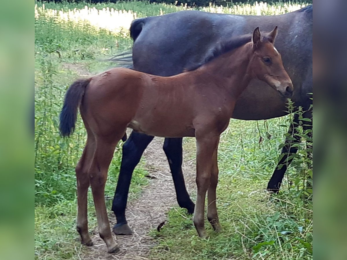 Holstein Stallion  Brown in Welbsleben