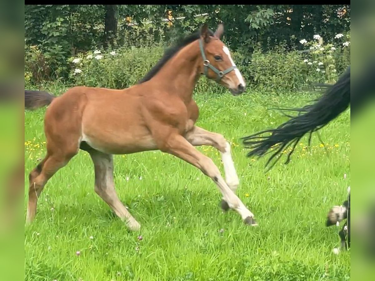 Holstein Stallion  Brown in Erndtebrück