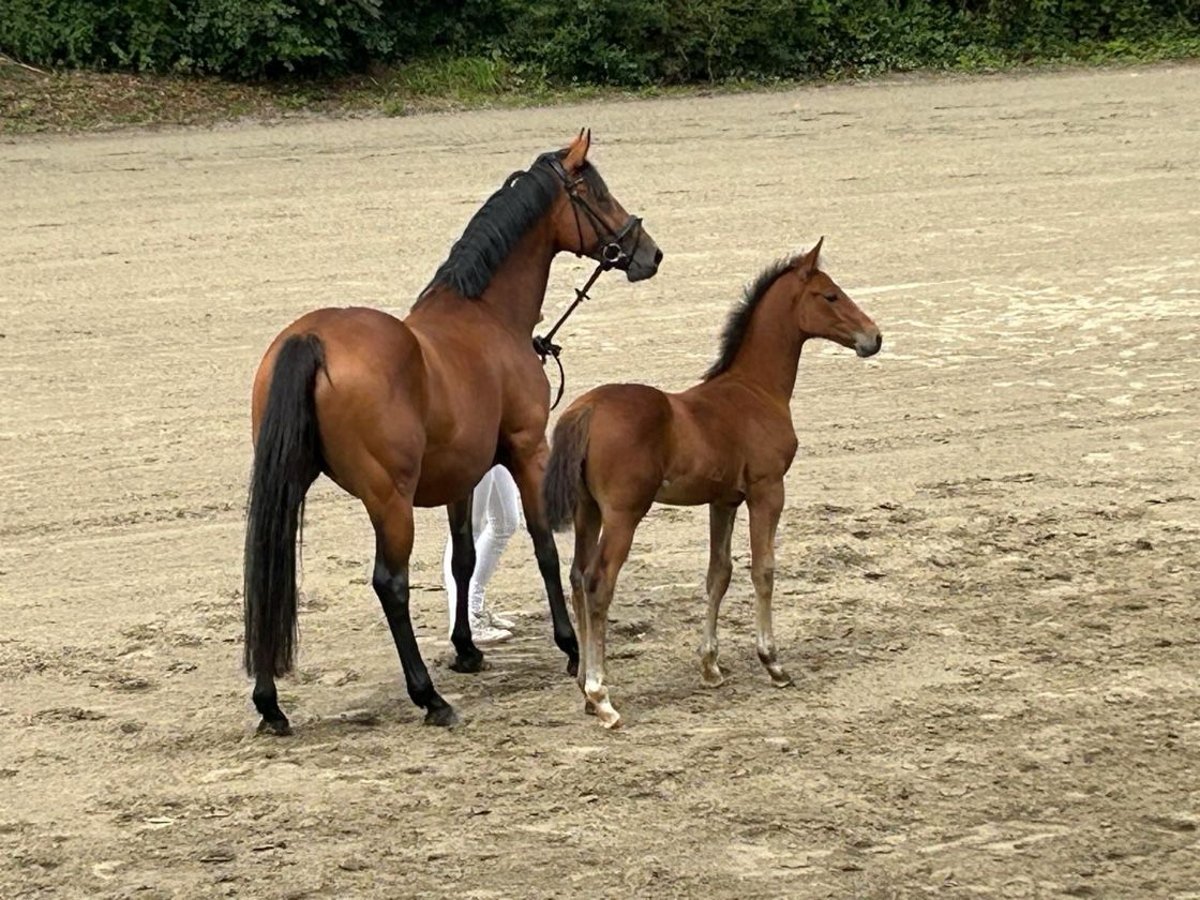 Holstein Stallion Foal (05/2024) Brown in Warder