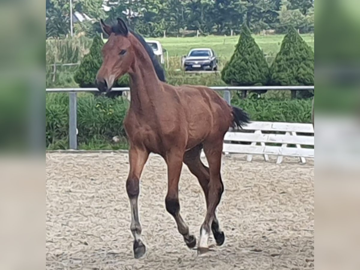 Holstein Stallion Foal (03/2024) Brown in Wester-Ohrstedt