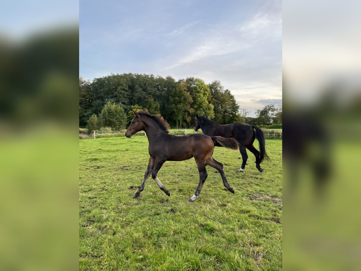 Holstein Stallion  Brown in Westerstede