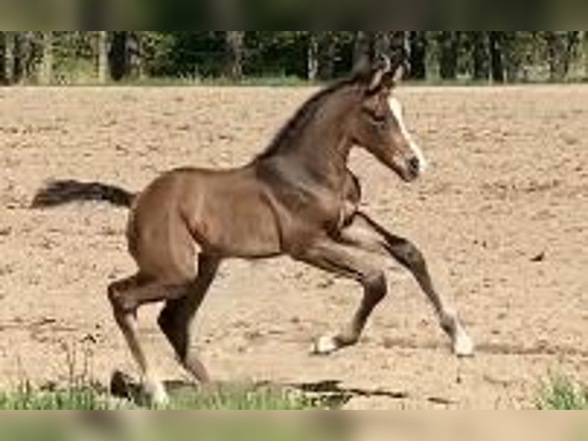 Holstein Stallion  Brown in Greven
