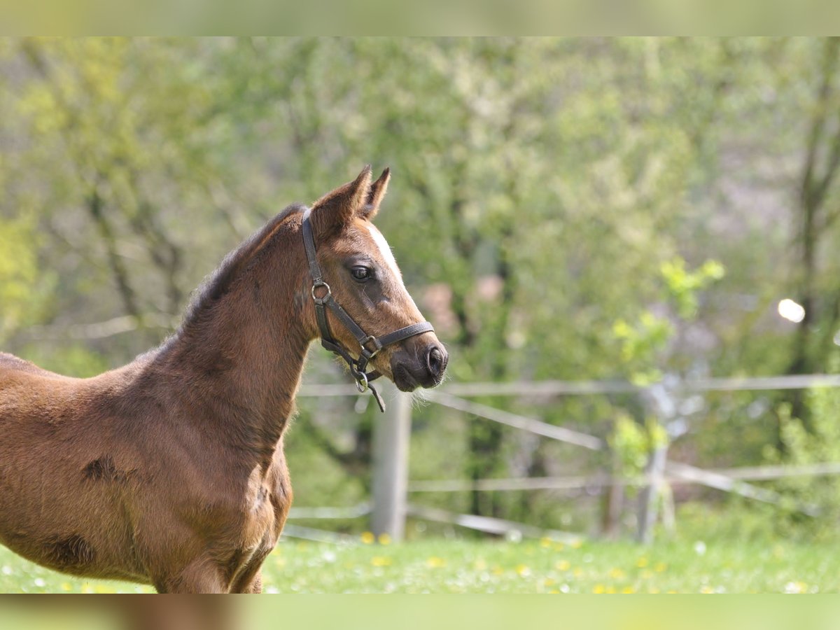 Holstein Stallion  Brown in Gummersbach