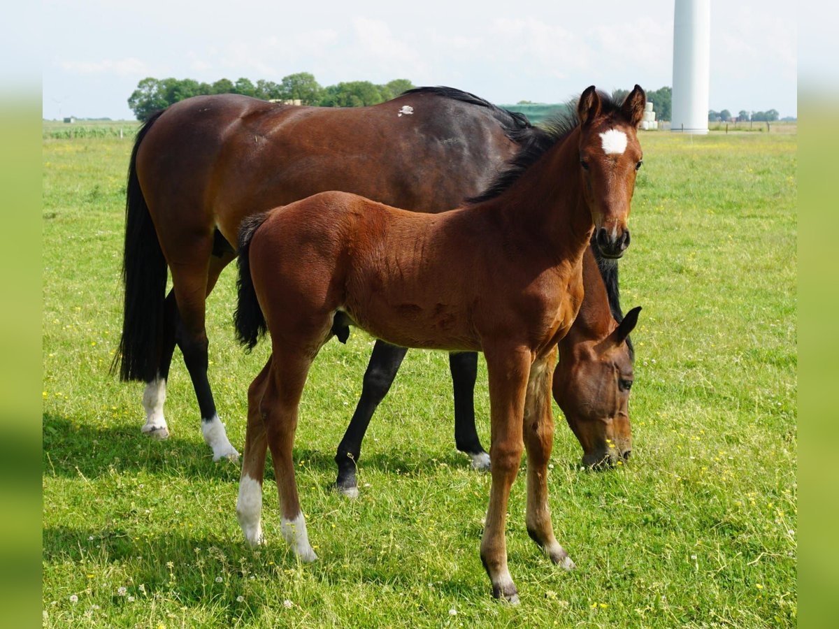 Holstein Stallion  Brown in Kaiser-Wilhelm-Koog