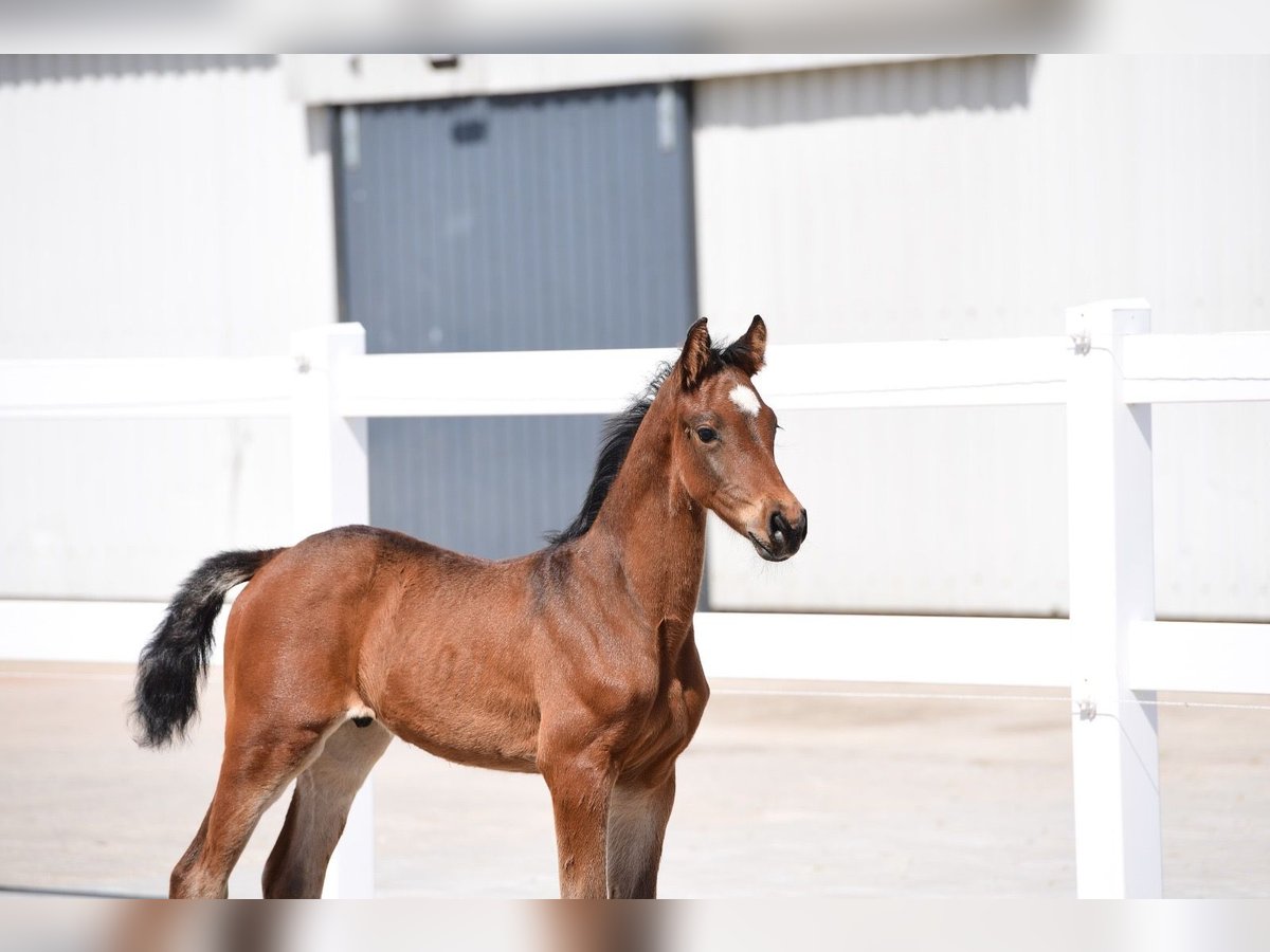 Holstein Stallion  Brown in Kasseedorf
