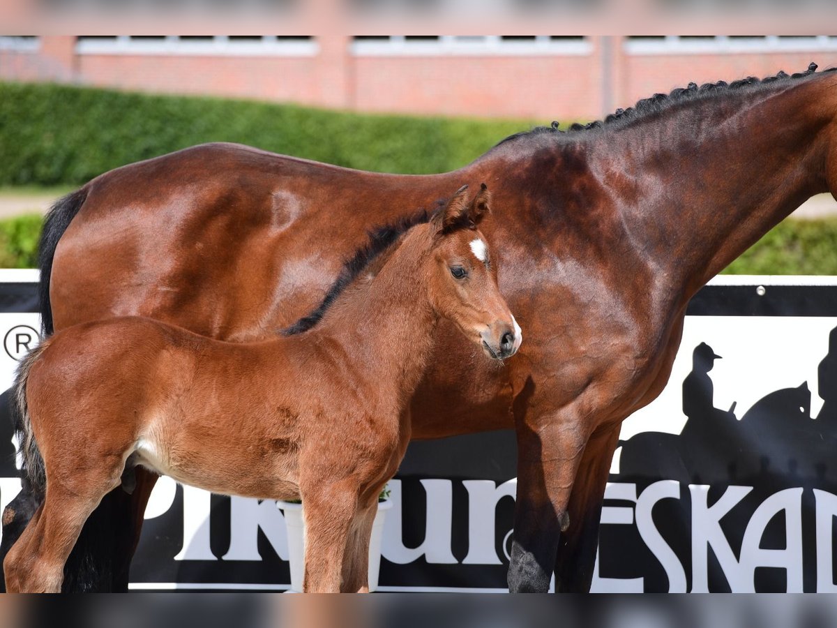 Holstein Stallion  Brown in Löhne