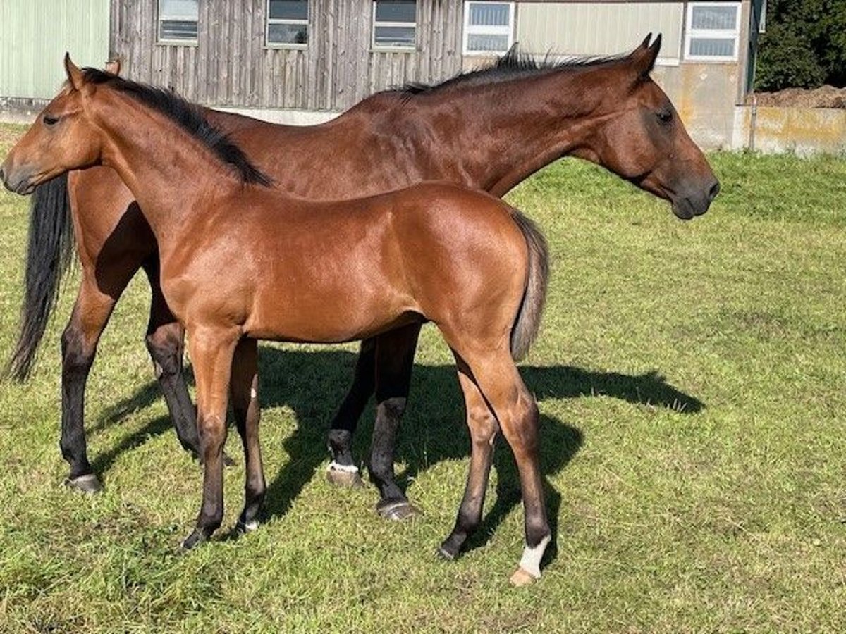 Holstein Stallion Foal (03/2025) Brown in Osdorf