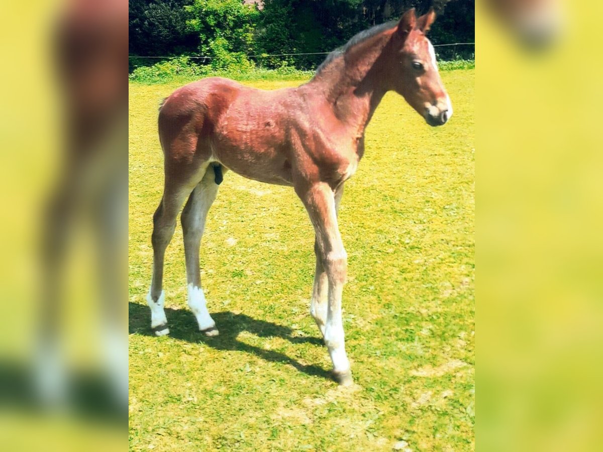 Holstein Stallion  Brown in Reher