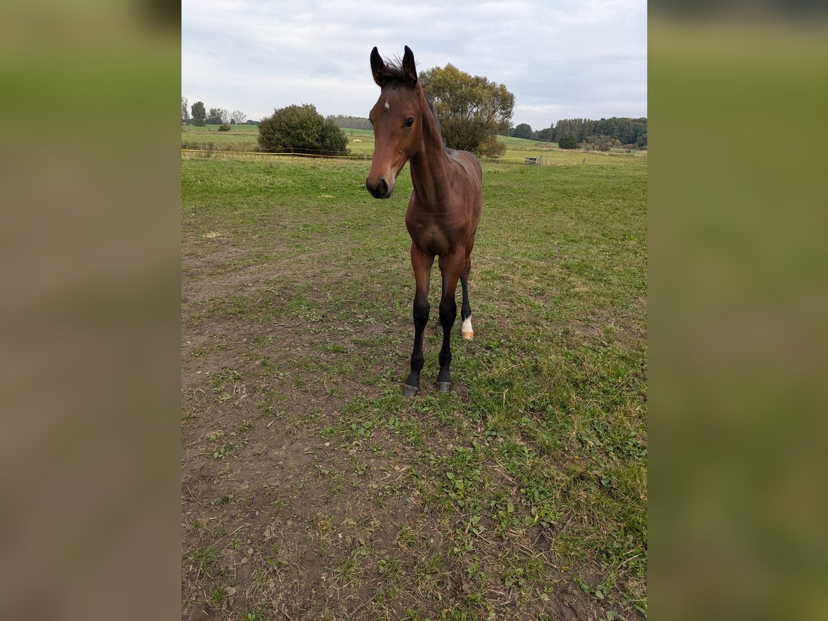 Holstein Stallion Foal (06/2024) Brown in Zippelow