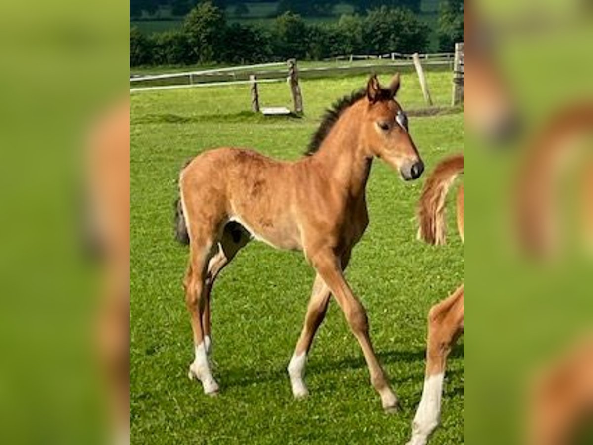 Holstein Stallion Foal (04/2024) Brown in Sollwitt