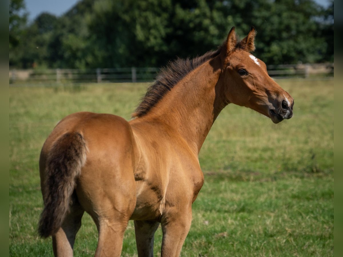 Holstein Stallion Foal (05/2024) Brown in Stocksee