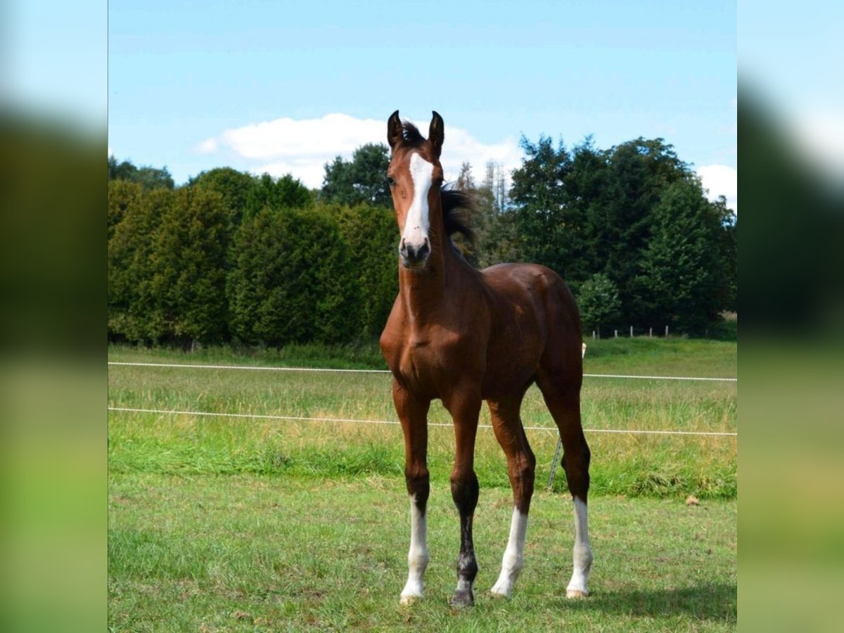 Holstein Stallion Foal (04/2025) Brown in S&#xFC;sel