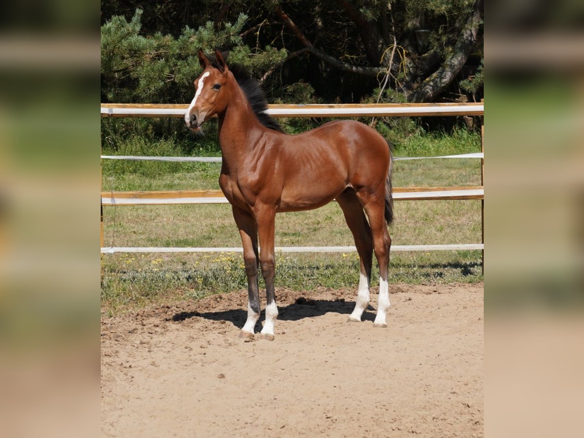 Holstein Stallion Foal (04/2025) Brown in Tuchola