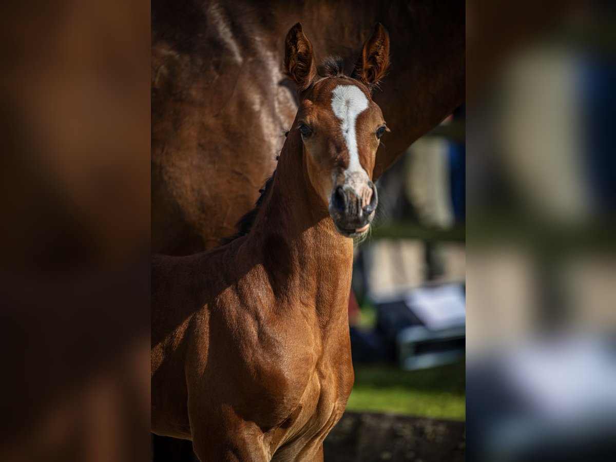Holstein Stallion  Brown in Windhausen