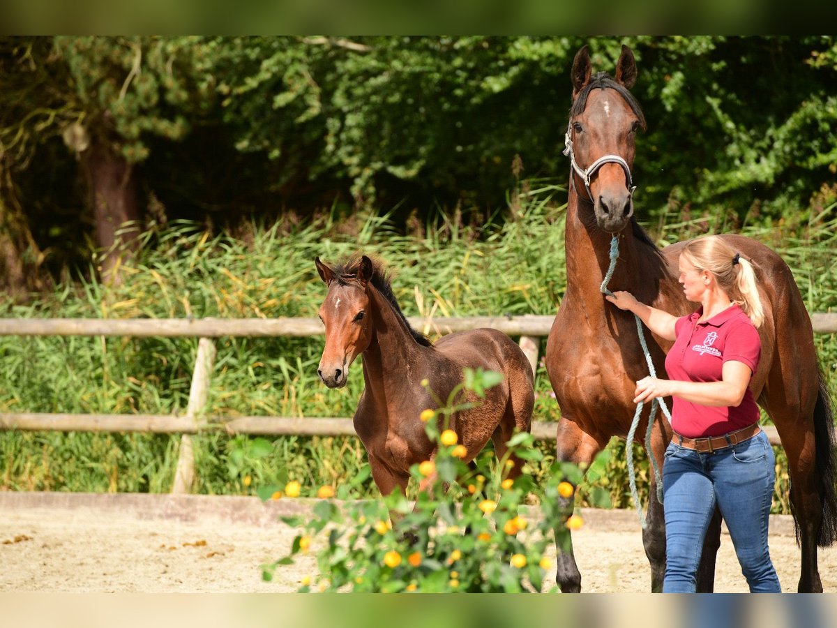 Holstein Stallion Foal (04/2024) Brown in Wohrden