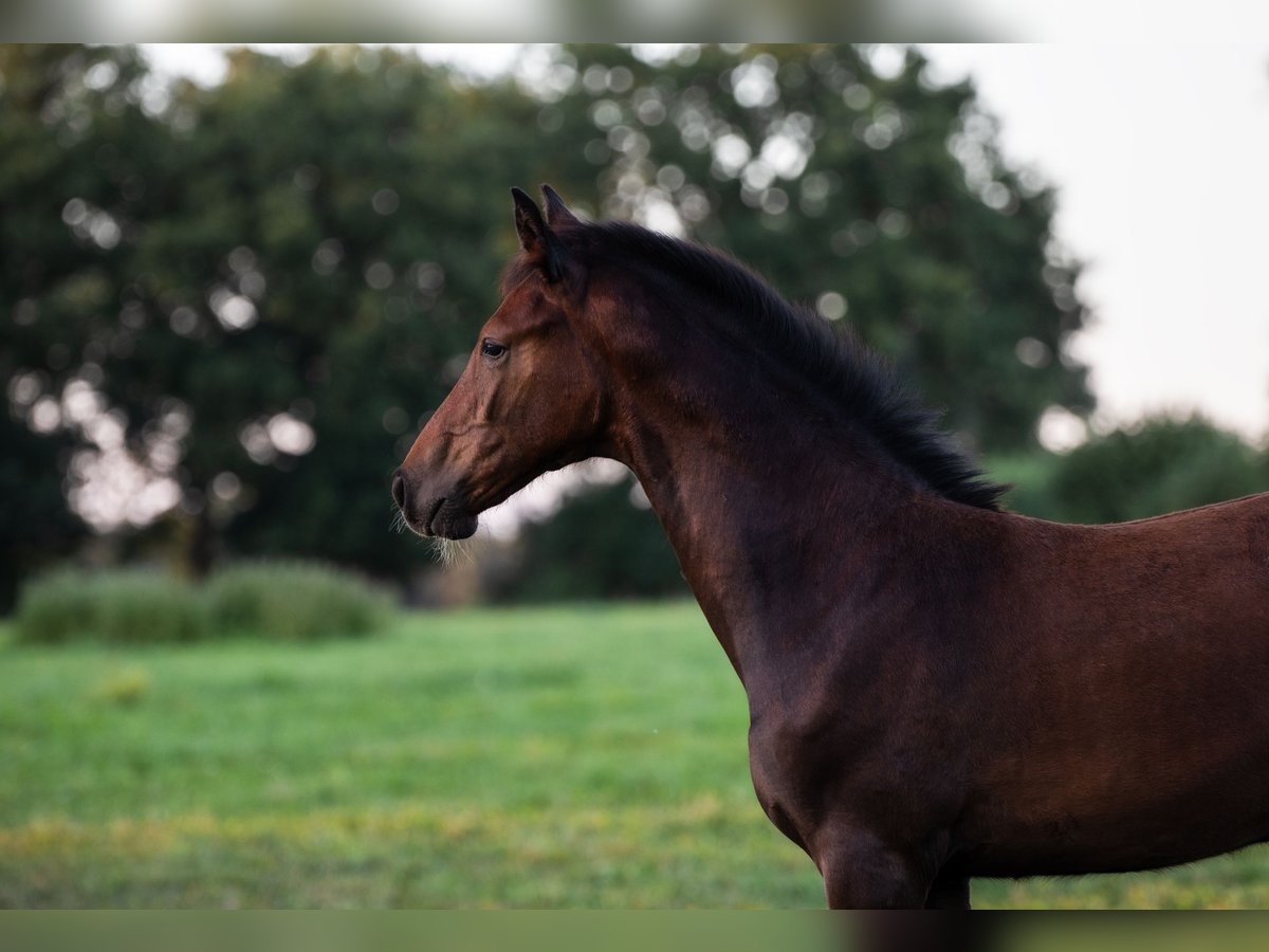 Holstein Stallion Foal (05/2025) Can be white in Westerhorn