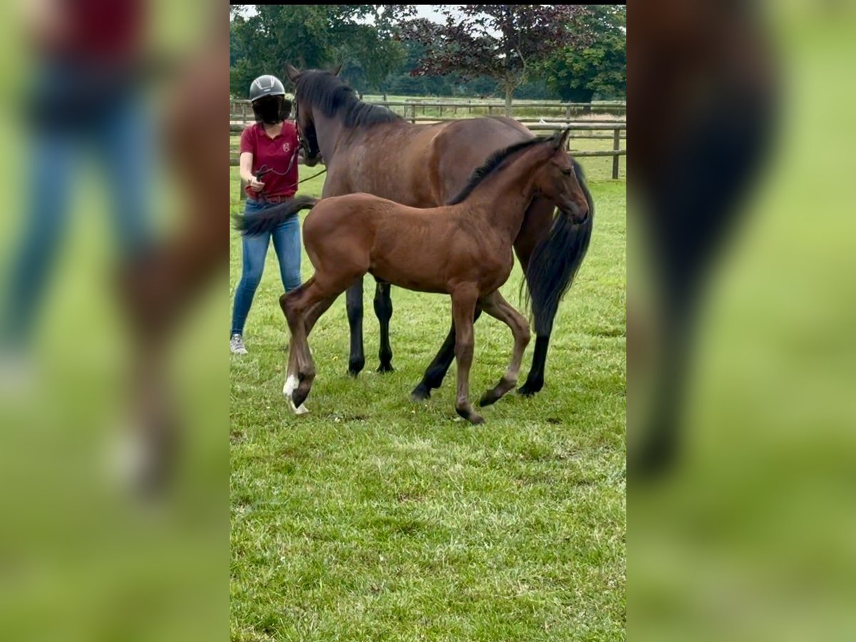 Holstein Stallion Foal (05/2025) Can be white in Westerhorn
