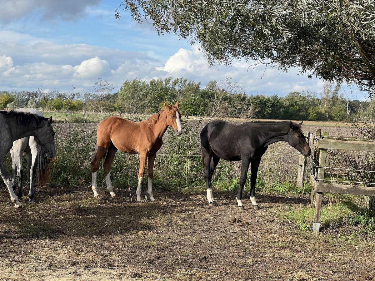 Holstein Stallion  Chestnut-Red in Brandenburg an der Havel