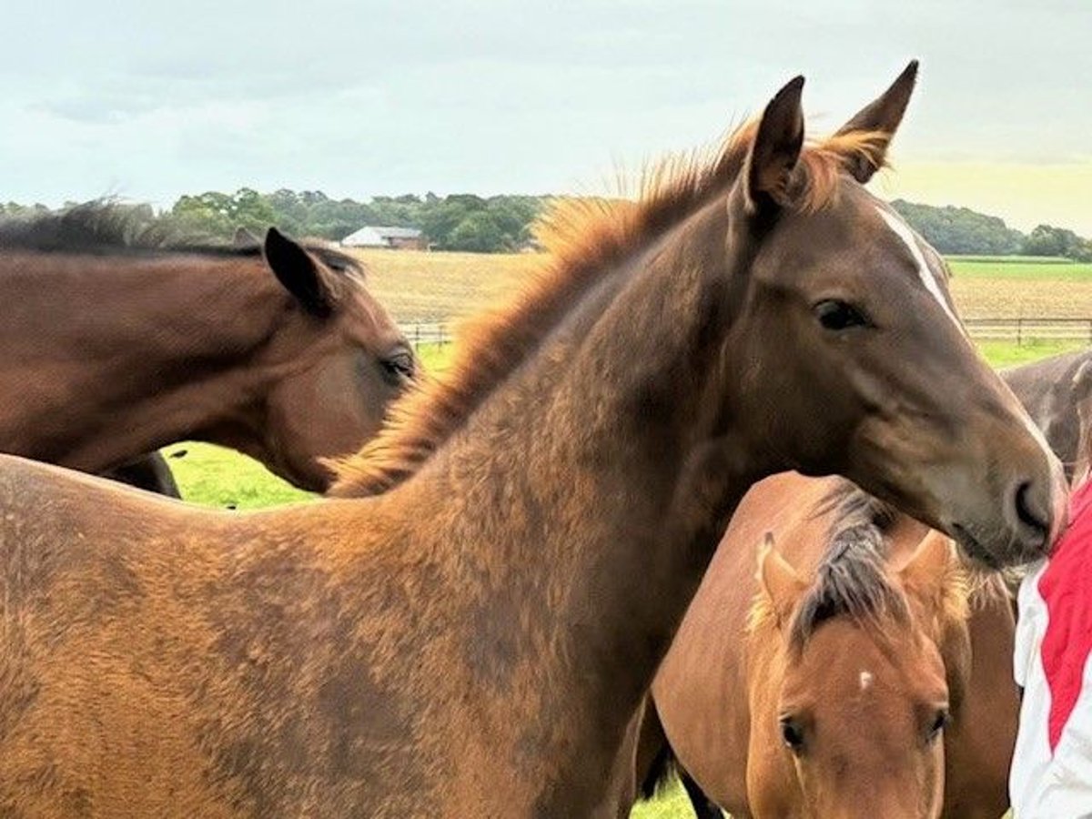 Holstein Stallion Foal (05/2025) Chestnut-Red in Osdorf