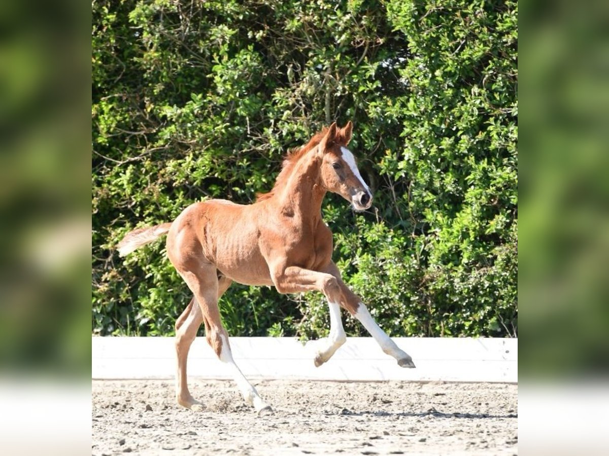 Holstein Stallion  Chestnut-Red in Dagebüll