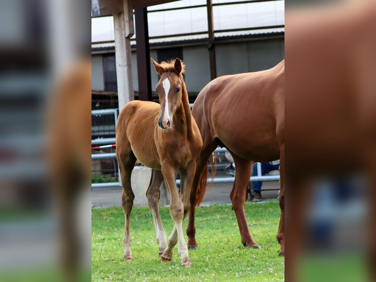 Holstein Stallion Foal (04/2024) Chestnut in Glüsing