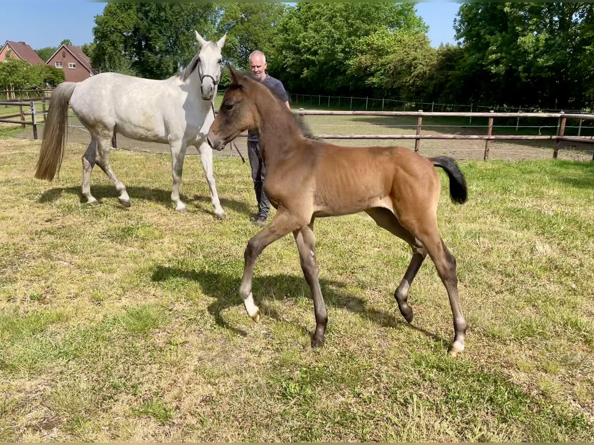 Holstein Stallion Foal (04/2024) Gray-Red-Tan in Wittenbergen