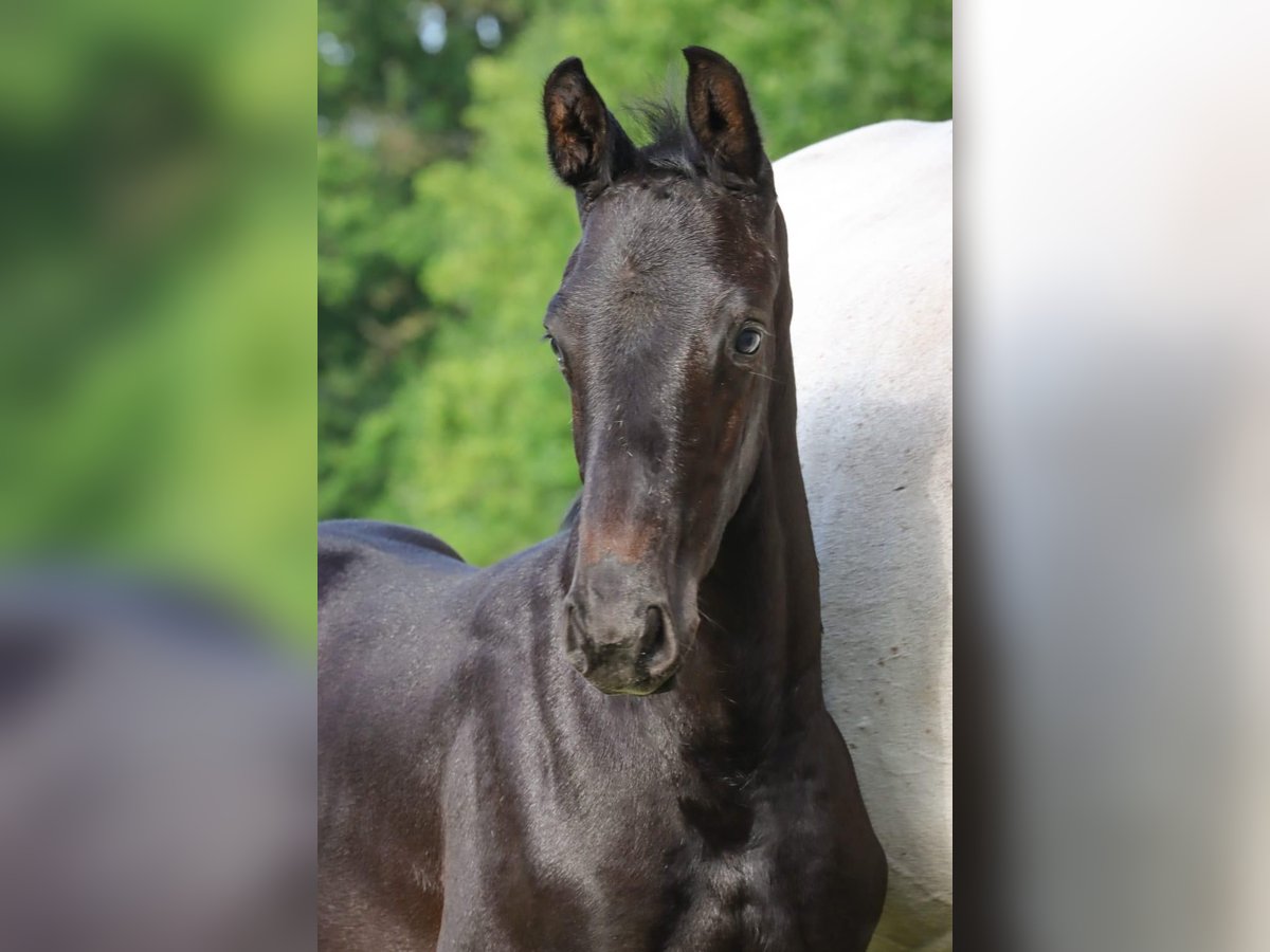 Holstein Stallion  Gray in Fehrenb&#xF6;tel