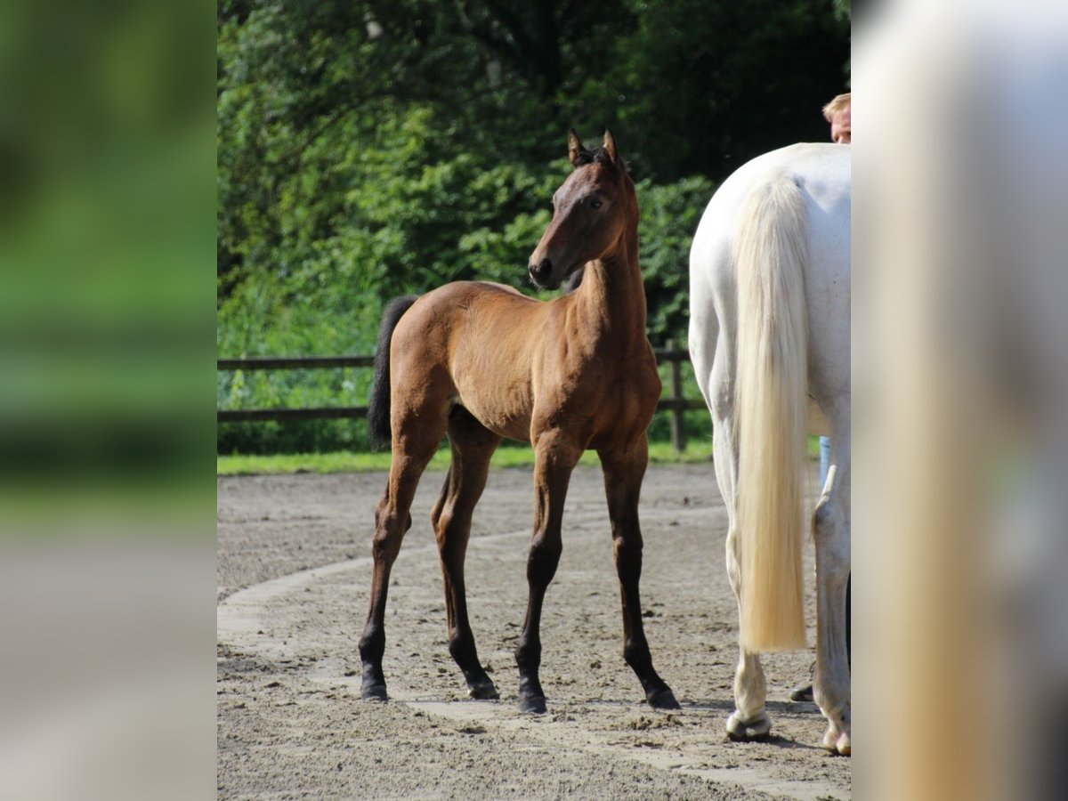 Holstein Stallion Foal (05/2025) Grey in Emkendorf