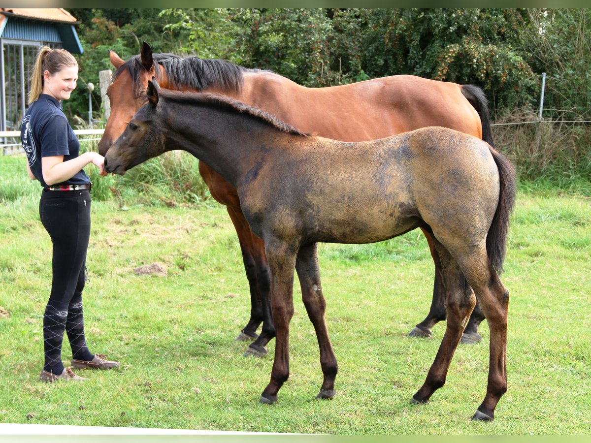 Holstein Stallion Foal (05/2025) Grey in Rabenholz