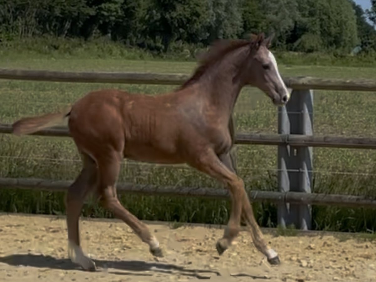 Holstein Stallion Foal (01/2025) in Beschendorf